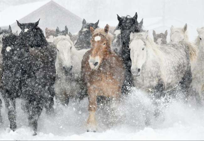 【写真】妊娠馬「追い運動」 雪煙舞う十勝牧場