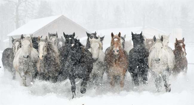 【写真】妊娠馬「追い運動」 雪煙舞う十勝牧場