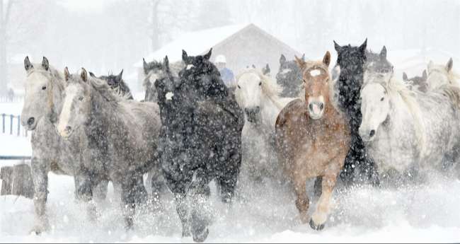 妊娠馬「追い運動」　雪煙舞う十勝牧場