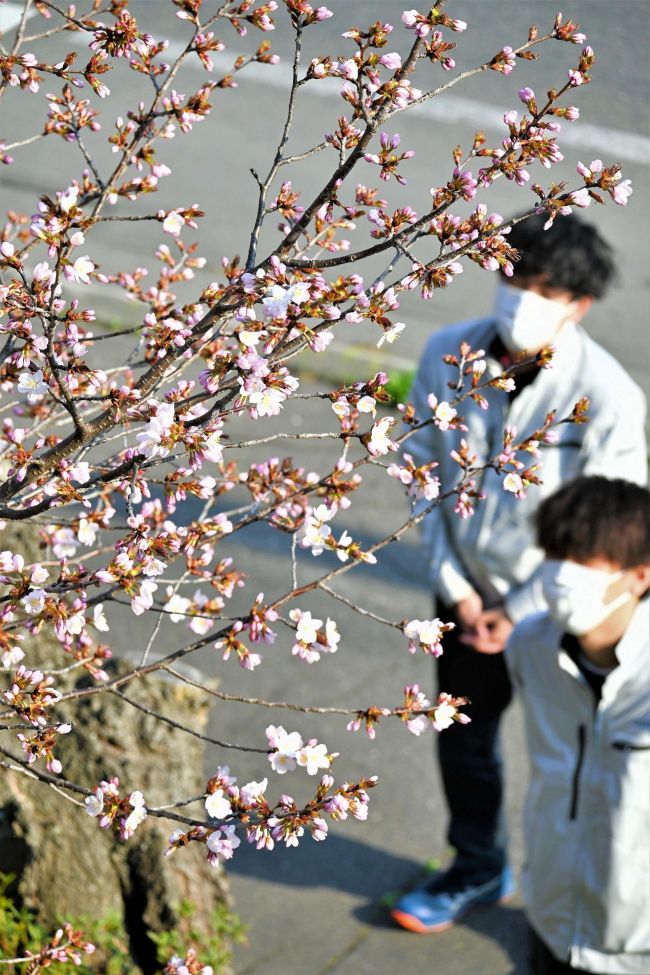 サクラ、帯広市内で開花