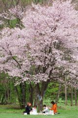 佐幌川左岸公園で花見を楽しむ家族連れ