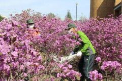 士幌町で特定外来生物「セイヨウオオマルハナバチ」の防除作業