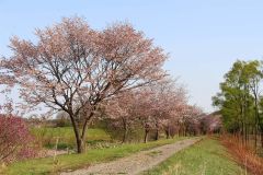 満開となった然別川堤防の桜並木（５日撮影、笹川付