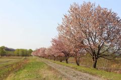 満開となった然別川堤防の桜並木（５日撮影、笹川付