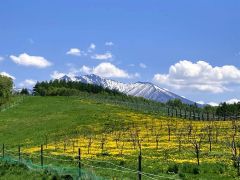 アグリシステム、ワイナリー上富良野に来夏開設へ、６年後は本別にも