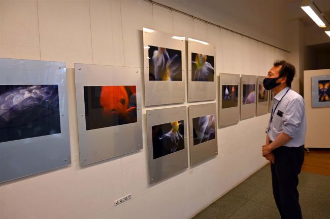 【写真】金魚の多彩な魅力を紹介　いっきゅうで写真展