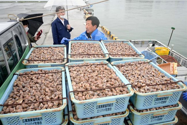 【写真】エゾバイツブ漁、初日から水揚げ1トン超で滑り出し上々 広尾