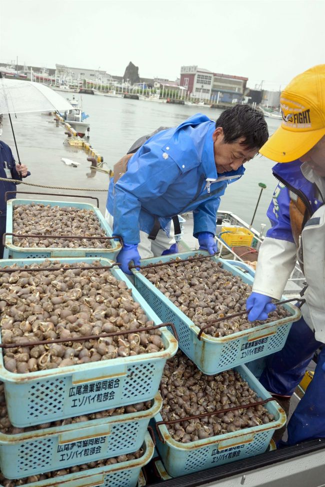 【写真】エゾバイツブ漁、初日から水揚げ1トン超で滑り出し上々 広尾