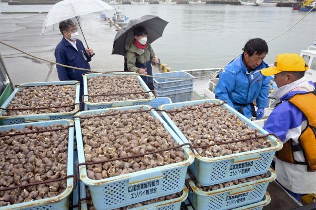【写真】エゾバイツブ漁、初日から水揚げ1トン超で滑り出し上々 広尾