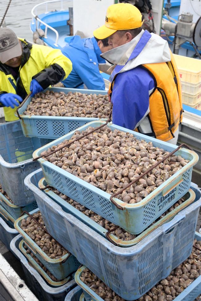 【写真】エゾバイツブ漁、初日から水揚げ1トン超で滑り出し上々 広尾