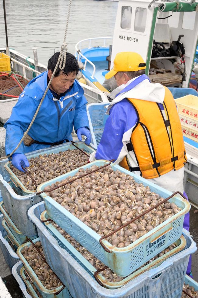 【写真】エゾバイツブ漁、初日から水揚げ1トン超で滑り出し上々 広尾