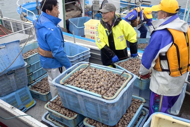 【写真】エゾバイツブ漁、初日から水揚げ1トン超で滑り出し上々 広尾