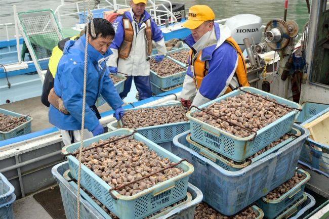【写真】エゾバイツブ漁、初日から水揚げ1トン超で滑り出し上々 広尾