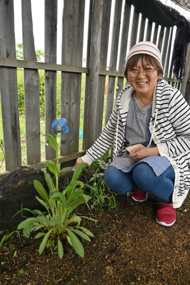 【写真】こぼれ話「幻の花『ブルーポピー』咲く 芽室のむらさき花苑」