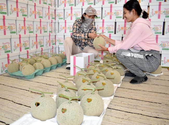 【写真】甘い実り、帯広メロンの出荷スタート