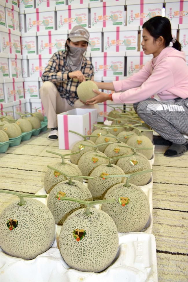 【写真】甘い実り、帯広メロンの出荷スタート