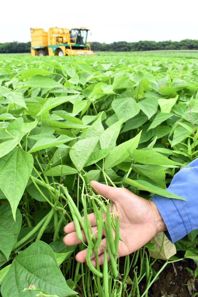 【写真】「豆類で一番生育いい」　サヤインゲンの収穫始まる　芽室