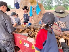 ジャガイモの収穫を体験する揖斐川町の児童ら