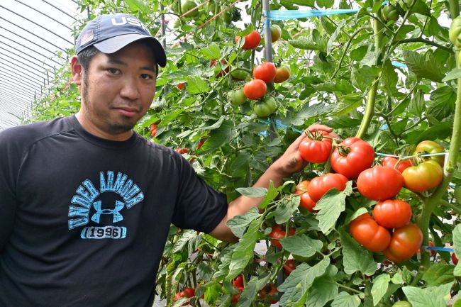 フランス発祥のトマト「マルマンデ」十勝で生産　芽室の太田農場、販路開拓