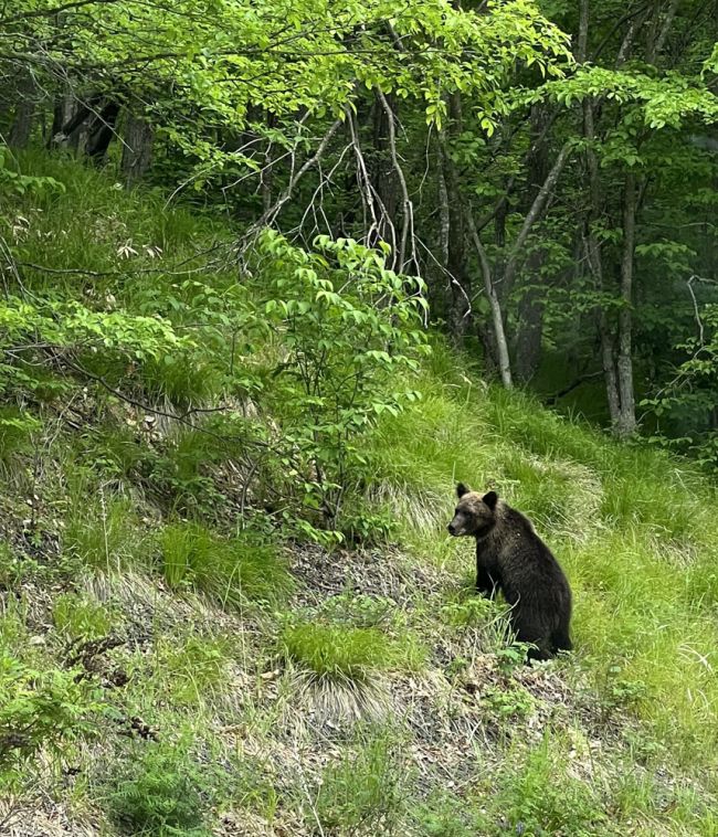 クマ対策を考える（下）「過疎進む農村　駆除限界」