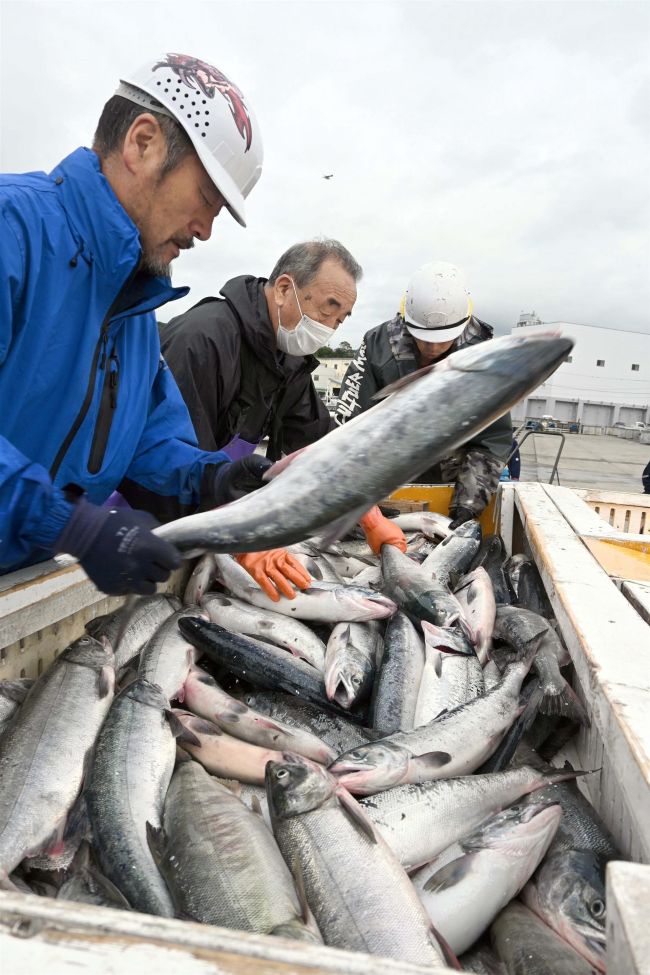 広尾でも水揚げ　昨年並み、親魚の遡上は順調　秋サケ定置網