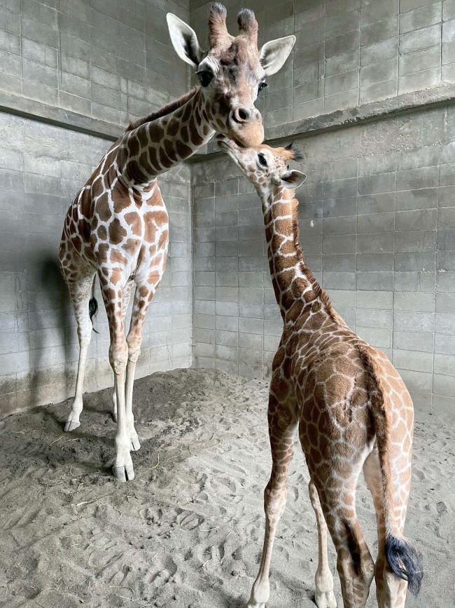 キリンの赤ちゃん「ユメタ」命名　おびひろ動物園