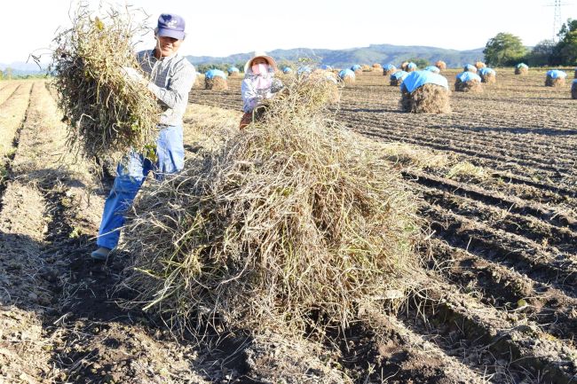 小豆の収穫盛ん、本別でニオ積み