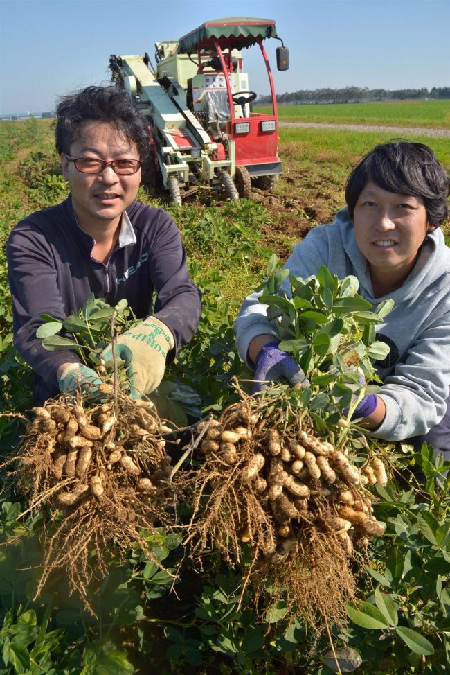 落花生実入り良好　芽室の畑で収穫本格化　産地化目指すグランナッツ組合