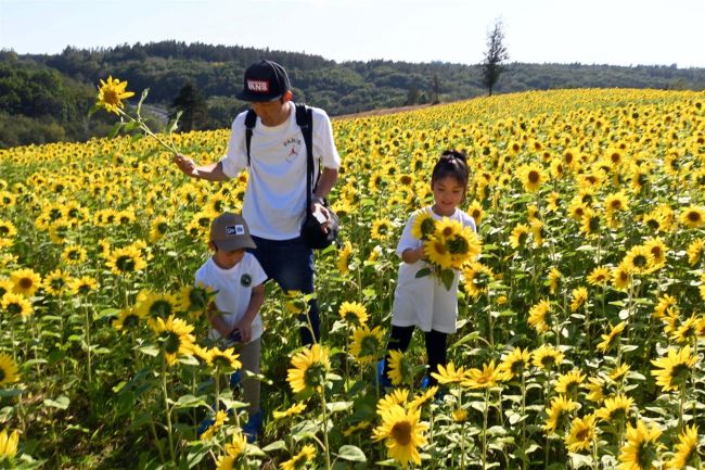 ヒマワリの景色堪能　音更で観賞イベント
