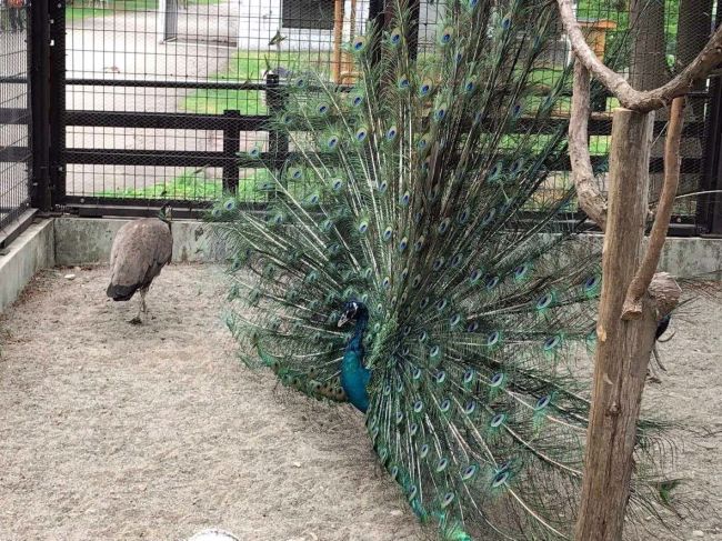 インドクジャク「ヒスイ」死ぬ　５月に来園したばかり　おびひろ動物園
