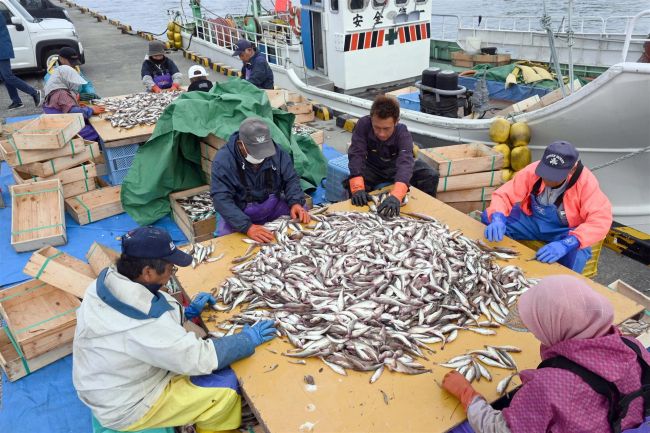 待ってました秋の味覚　十勝沿岸でシシャモ漁スタート