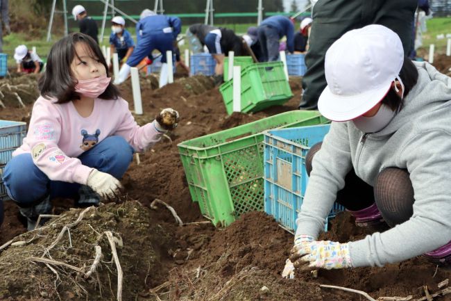 士幌小児童がジャガイモの収穫体験