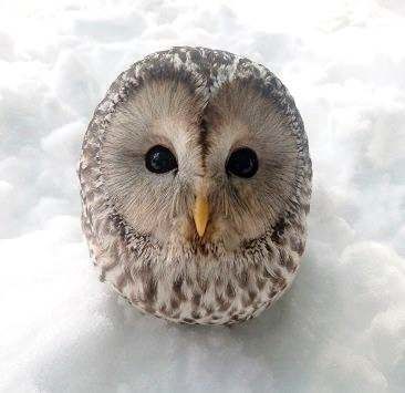 エゾフクロウ「ガイド主任」死ぬ　おびひろ動物園