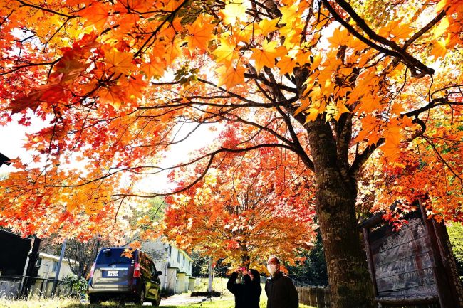 秋の色深く　カエデ紅葉　ぬかびら源泉郷