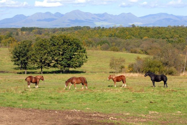 遠景近景（７０）「十勝牧場展望台　音更」