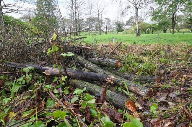 河川敷無断伐採やめて　川西ＰＧ場に痕跡　「法に抵触、まず相談を」