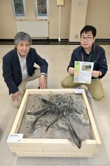士幌川で発掘の化石林を展示公開　音更