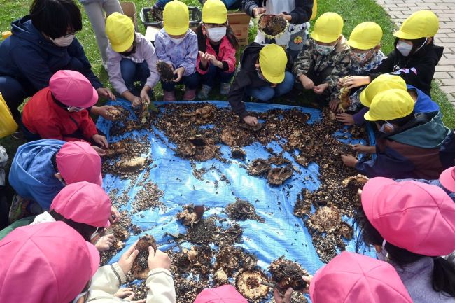 【写真】たくさんとれタネ！　市内の園児らが交通事故防止へヒマワリの種採取