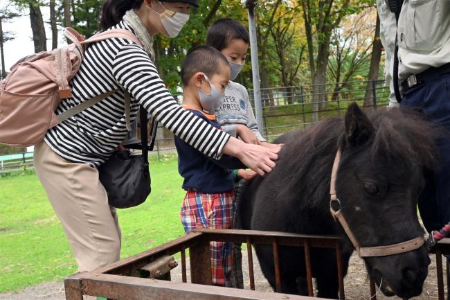 ミニチュアホースとばん馬を比較　おびＺＯＯ寺子屋