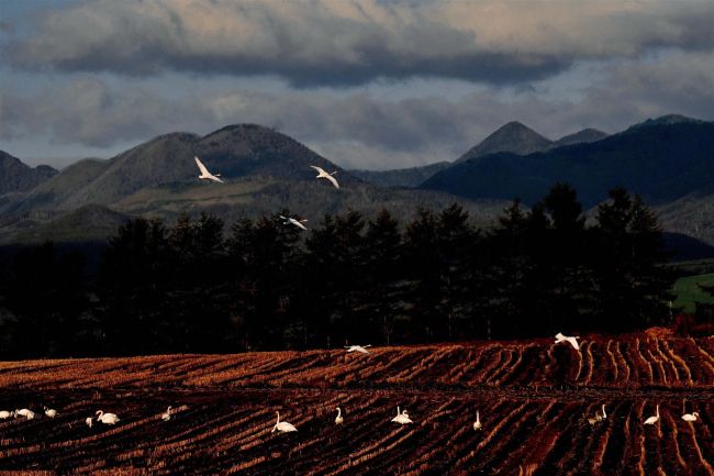 「冬の使者」ハクチョウ飛来　上士幌