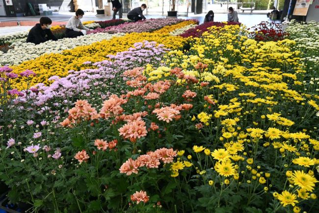 総合花壇は３倍以上の１３００鉢！　菊まつり２９日開幕　搬入作業スタート