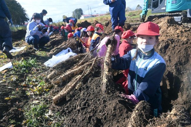 大きなナガイモに笑顔　川西小児童が収穫