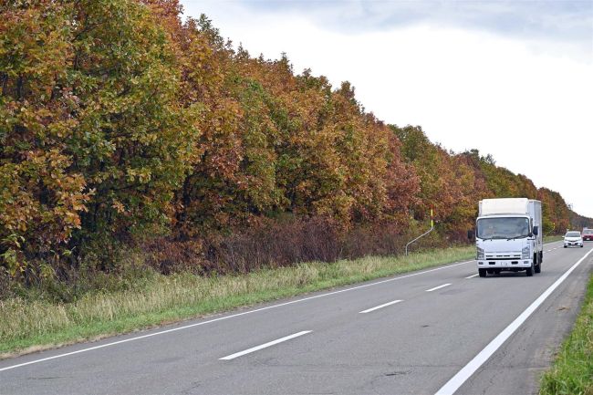 平地もすっかり「紅葉街道」　広尾の国道２３６号