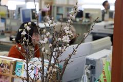 友好の証の桜届く　東根市から新得に