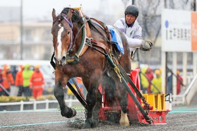 トップタイムはカワノデッカー　ばんえい十勝第１回能力検査