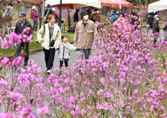 ４年ぶりに笑顔あふれ　本別つつじ祭り