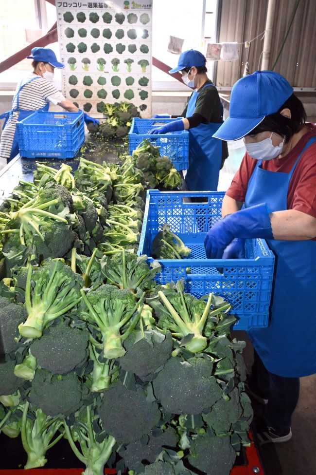 【写真】甘み自慢　味わって　ＪＡ木野でブロッコリー出荷作業盛んに