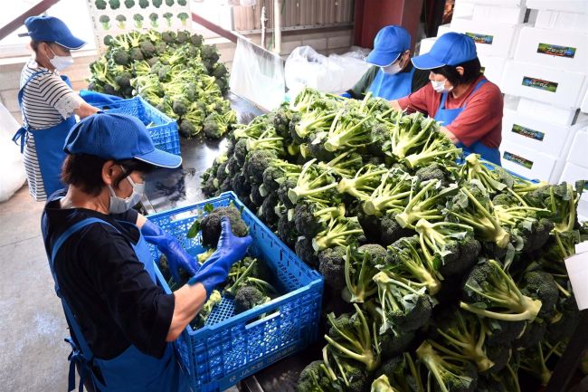 【写真】甘み自慢 味わって JA木野でブロッコリー出荷作業盛んに