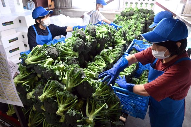 【写真】甘み自慢 味わって JA木野でブロッコリー出荷作業盛んに