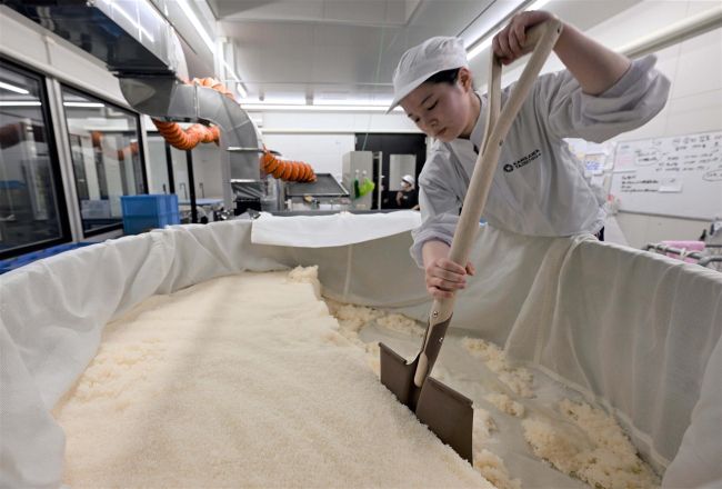 酒造りが研究の糧に　帯畜生が清酒仕込み作業　碧雲蔵